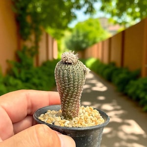 2 Pcs Mini Button Cactus with Yellow Flower, Small Indoor Succulent, Potted Cactus for Desk or Shelf, Easy Care Plant Gift for Home Decor
