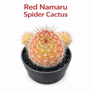 Red Namaru Spider Cactus Indoor Plant, Colorful Mini Succulent, Easy Care Desk Plant, Small Potted Cactus Gift, Modern Home Decor