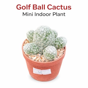 Cactus balle de golf, petite plante grasse d'intérieur en pot, mini plante du désert facile d'entretien, joli cadeau de décoration de bureau