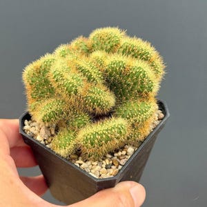 2 Pcs Yellow Squirrel Tail Cactus, Curly Crested Succulent Plant, Live Indoor Cactus, Unique Potted Houseplant, Easy Care Desert Plant