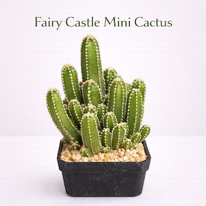 Fairy Castle Mini Kaktus Pflanze, pflegeleichte Sukkulente für drinnen, kleine Topfpflanze, einzigartiges Wohndekor Geschenk