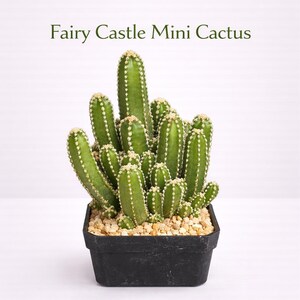 Pianta Grassa Tipo Cactus 6-7 Cm – Rara, Per Decorare Casa O Giardino