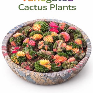Cactus abigarrados, dúo colorido de suculentas de interior, miniplanta de interior de fácil cuidado, ideal para decorar tu escritorio.