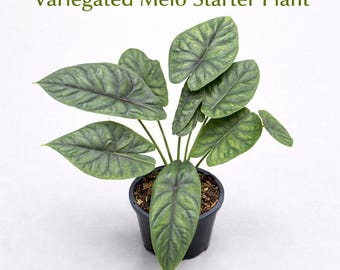 Variegated Melo Corm Starter, Live Indoor Tropical Plant, Easy Care Houseplant Gift, Beginner Friendly Desk Plant