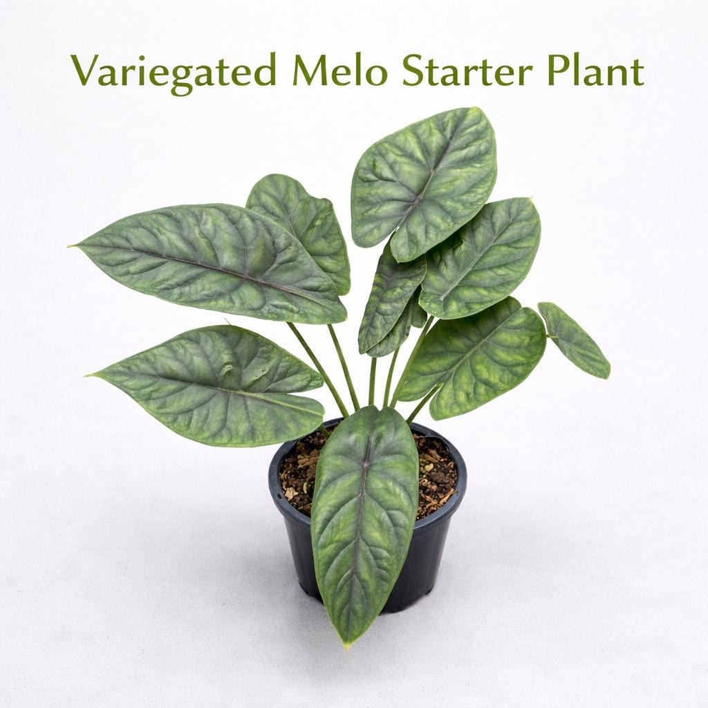 Variegated alocasia melo - Etsy 日本