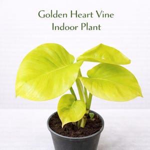 ゴールデンハートつる植物、斑入りの観葉植物、お手入れ簡単なデスクまたは棚用植物、明るい葉のホームデコレーションギフト