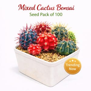Paquete de 100 semillas de cactus y bonsái mixtos, mini suculentas para iniciar un jardín, semillas fáciles de cultivar para macetas o jardineras de interior, un divertido regalo DIY.