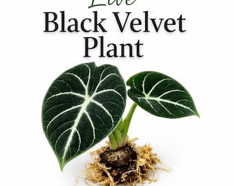 斑入りアロカシア ブラックサトゥーン スターダスト - 希少な組織培養