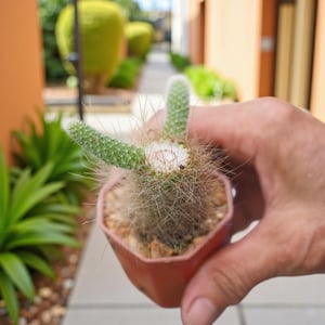 2 Pcs Monkey Tail Cactus, Live Trailing Cactus Plant, Soft Spiny Succulent, Hanging or Potted Indoor Cactus, Unique Gift for Plant Lovers