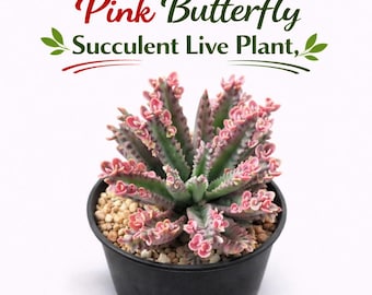 Roze vlinder succulent levende plant, mini roze succulent binnen, onderhoudsvriendelijke kamerplant, schattig bureauplant cadeau, uniek decor kleine plant
