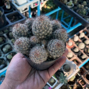 Melocactus Violaceus Cactus: Sällsynt exotisk ökenväxt