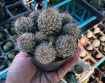 Melocactus Violaceus Cactus: Rare Exotic Desert Plant - Etsy Israel