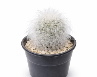 Cactus peruana, suculenta de interior blanca y peluda, planta desértica de fácil cuidado, regalo único para interiores, decoración de cactus en maceta pequeña