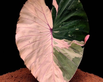 斑入りアロカシア ブラックサトゥーン スターダスト - 希少な組織培養