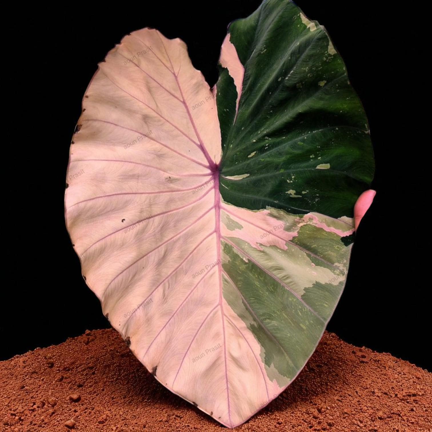 Alocasia cuprea pink var/ アロカシア クプレア ピンク Alocasia cuprea pink var/ アロカシア クプレア ピンク Rare Tissue