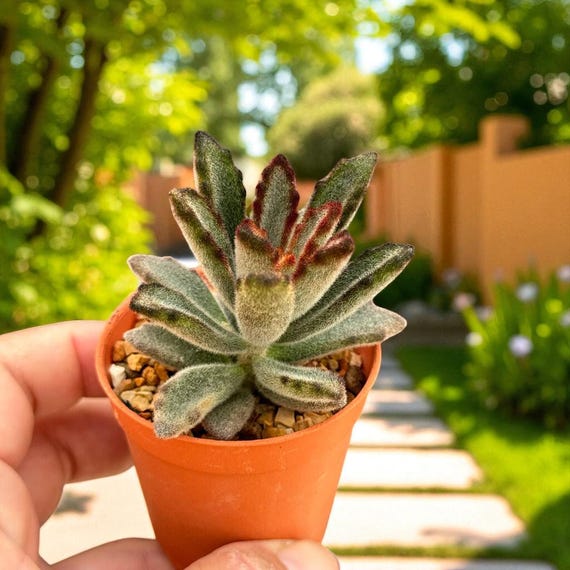 Fuzzy Bunny Ear Succulent: Live Indoor Plant, Easy Care Decor - Etsy Israel