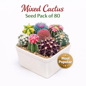 Pacote com 80 sementes de cactos variados, mudas coloridas para jardim de suculentas em ambientes internos, sementes fáceis de cultivar em vasos ou floreiras, presente divertido para amantes de plantas.