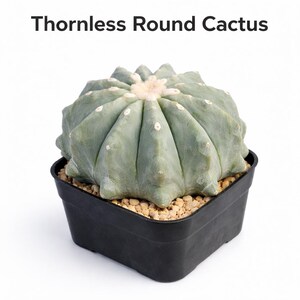 とげのない丸いサボテンの観葉植物。お手入れが簡単な多肉植物。ユニークなデスクデコレーション。お手入れの手間がかからない観葉植物。モダンなギフトアイデア。