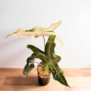 Alocasia nobilis pink variegated - Etsy 日本
