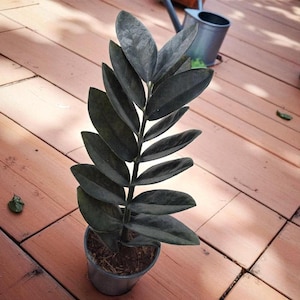 Zenzi plants - Etsy 日本