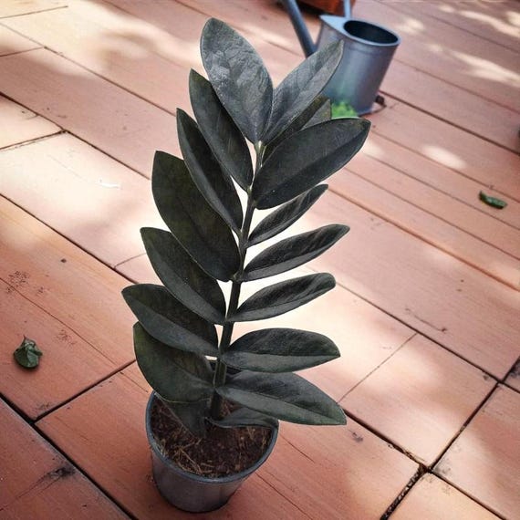 ficus moonshine variegata shivereana Ficus elastica 'Shivereana' --Moonshine Rubber Tree--