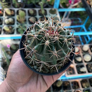 2 pcsMelocactus Violaceus Live Cactus, Collector Succulent Plant, Unique Indoor Cactus, Desert Houseplant, Mini Potted Cactus