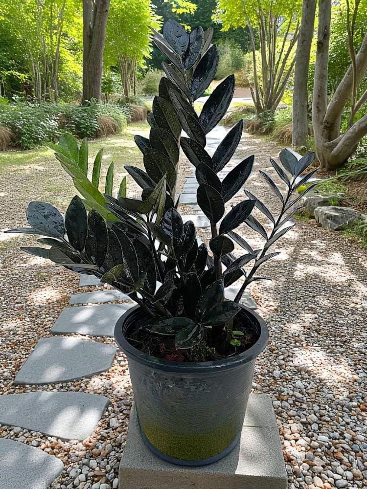 Zenzi plants - Etsy 日本