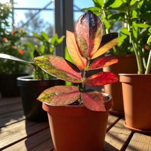 Zamioculcas variegata - Etsy 日本