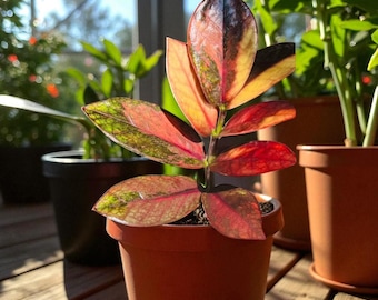 25 ザミオクルカス　レイブン　ピンク斑入り　芋あり　新芽展開済み　ZZプランツ 25 ザミオクルカス レイブン ピンク斑入り 芋あり 新芽展開済み ZZ