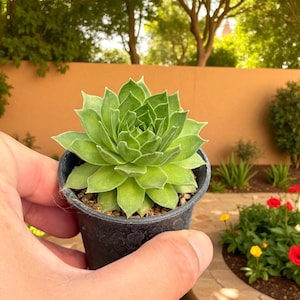 2 Pcs Rosette Succulent Plant with Colorful Hues, Live Indoor Potted Succulent, Easy Care Houseplant, Garden Accent, Gift for Plant Lovers