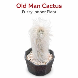 オールドマンサボテン 生きた植物 ふわふわの白い室内用多肉植物 ユニークな砂漠の観葉植物 お手入れ簡単 鉢植えサボテンギフト