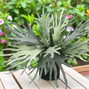 May include: A staghorn fern in a black pot. The fern has large, antler-like fronds in shades of green and gray. The plant is set against a blurred background of green foliage and flowers, creating a natural aesthetic.