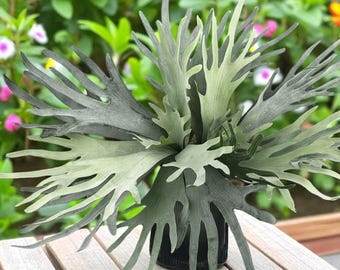 Montierte Staghorn Farn Lebende Pflanze, Pflegeleichte Zimmerwandpflanze, Tropisches Grün Wohnkultur, Einzigartiges Hängendes Zimmerpflanzengeschenk