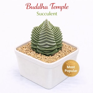 Suculenta del Templo de Buda, Mini Planta de Interior Geométrica