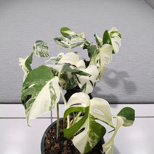 May include: A potted Monstera plant with large, variegated leaves. The leaves show a mix of green and white patterns, with some leaves mainly white. The plant is in a black pot, set against a grey background.