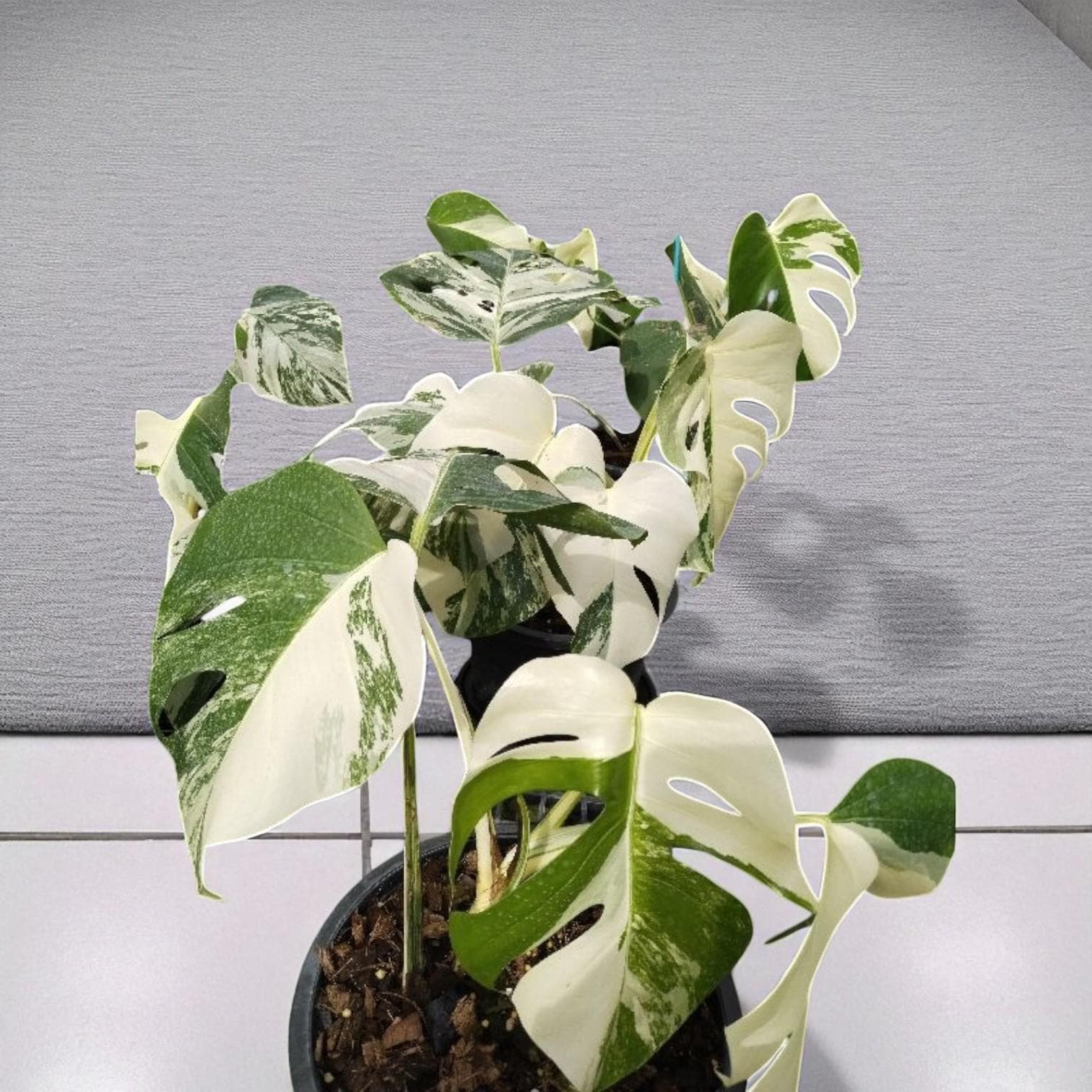 Rhaphidophora tetrasperma - Etsy 日本