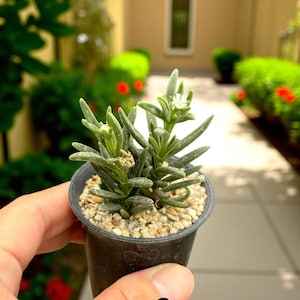 2 Pcs Mini Leafy Cactus with Swollen Base, Unique Indoor Succulent Plant, Easy Care Potted Houseplant, Compact Desert Plant Gift for Home