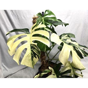 May include: A variegated Monstera plant with large, split leaves. The leaves show a mix of vibrant green and creamy white variegation. The plant is supported by a moss pole, creating a striking visual contrast. The plant is a popular houseplant.