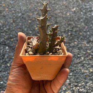 2 PCS Caralluma Hesperidum Succulent Plant, Rare Drought-Tolerant Cactus, Easy Care Indoor Plant, Unique Succulent Gift, Live Plant for Home