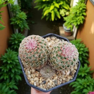 Rainbow Twins Succulent, Colorful Live Indoor Plant, Easy Care Low Maintenance Houseplant Gift, Decorative Succulent for Home or Office Desk