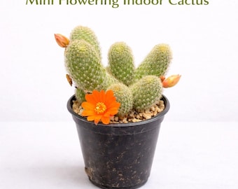 Mini cactus de interior con flores, suculenta pequeña viva, planta de escritorio de fácil cuidado, cactus de flor naranja para regalo.
