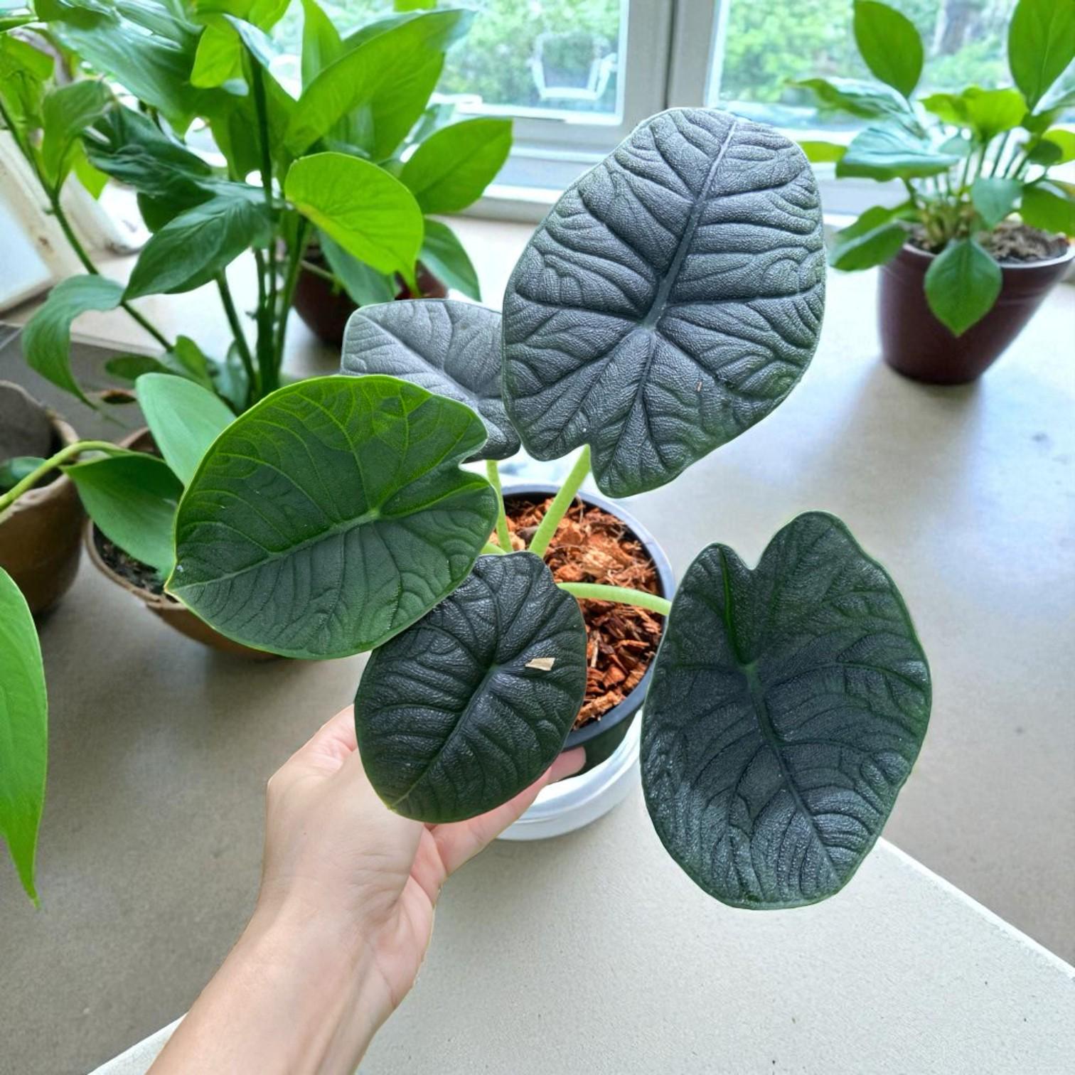 Variegated alocasia melo - Etsy 日本