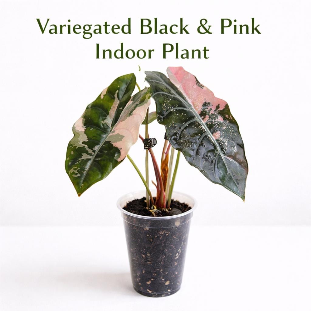 Alocasia chantrieri pink variegated - Etsy 日本