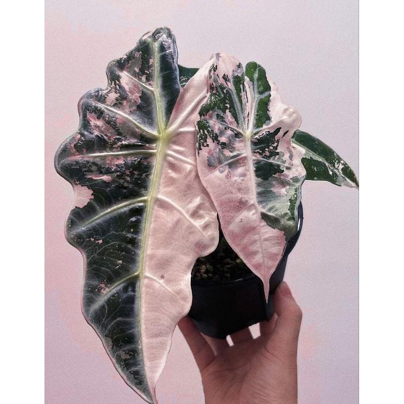 アロカシア ノビリス ピンク アロカシア ノビリス ピンク“K” ① from mason Alocasia nobilis