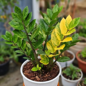 以下が含まれることがあります： 鮮やかな緑と黄色の斑入りの葉を持つ、鉢植えのZZ植物。白い鉢に植えられており、ウッドチップが敷き詰められています。背景には他の鉢植えの植物が見え、庭や園芸店のような雰囲気です。