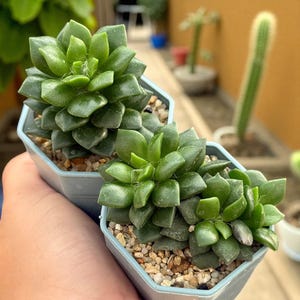 2 Pcs Colorful Trailing Succulent Plant, Mini Indoor Potted Succulent, Easy Care Houseplant, Pink and Green Leaves, Gift for Plant Lovers