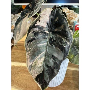 ピンク模様の葉を持つ室内植物、生き生きとしたカラフルな観葉植物、家の装飾に最適なユニークな葉を持つ植物、お手入れ簡単な室内植物ギフト