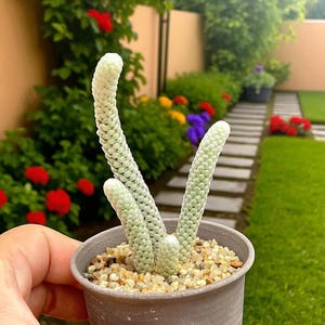 2 pcsMini Paper-Scale Succulent, Live Potted Indoor Plant, Textured Miniature Houseplant, Drought-Tolerant Decor, Unique Gift Idea