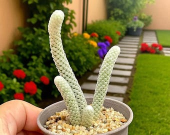 Mini Paper Scale Succulent Plant, Textured Indoor Houseplant, Live Small Desk Plant for Home or Office Decor,Easy Care Gift for Plant Lovers