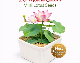 20 Mixed Colors Mini Lotus Seeds for Water Bowls and Patio Containers, Easy Care Garden Seeds, Indoor Outdoor Garden Starter Pack